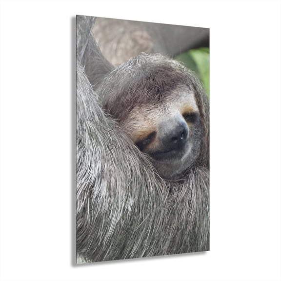 Snoozy Acrylic Prints (French Cleat Hanging)