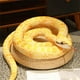 thumbnail image 2 of Boa constrictor gigante, gran animal de peluche, serpiente gigante de peluche, serpiente de peluche realista, juguete de serpiente realista, regalos, serpiente pitón bivit, 2 of 4