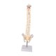 thumbnail image 5 of Modelo de de la médula espinal del modelo de vertebral Modelo de visualización de vertebral para de ciencias, 5 of 8