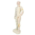 thumbnail image 3 of Modèle de Corps Humain Modèle d'Acupuncture Modèle Humain 26cm Professionnel Unisexe PVC Point d'Acupuncture Modèle de Corps Humain Outil d'Enseignement, 3 of 8