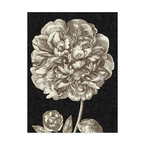 Trademark Fine Art 'Dramatic Peony II' Canvas Art by Vision Studio