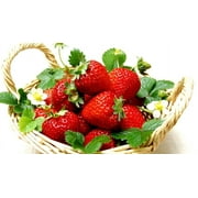Everbearing Ozark Beauty Strawberry Plants 10 Bare Root Plants - TOP PRODUCER