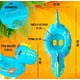 thumbnail image 2 of Inflable Dinosaurio Bebé Flotador C/ Asiento Salvavidas Modelo Azul, 2 of 4