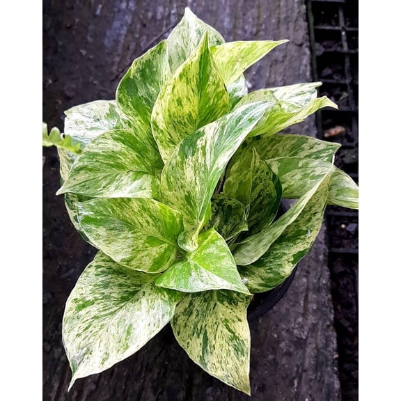 Marble Queen Pothos-Variegated Indoor Plant-Perfect for Hanging Baskets 6" Pot