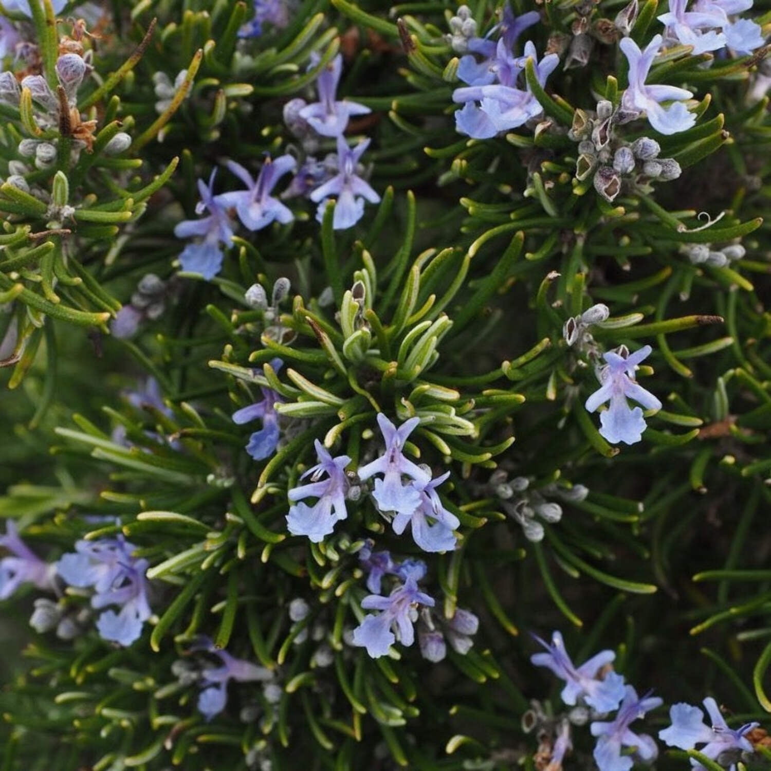 Chef’s Choice® Rosemary - Rosemarinus officinalis 'Roman Beauty' PP18192