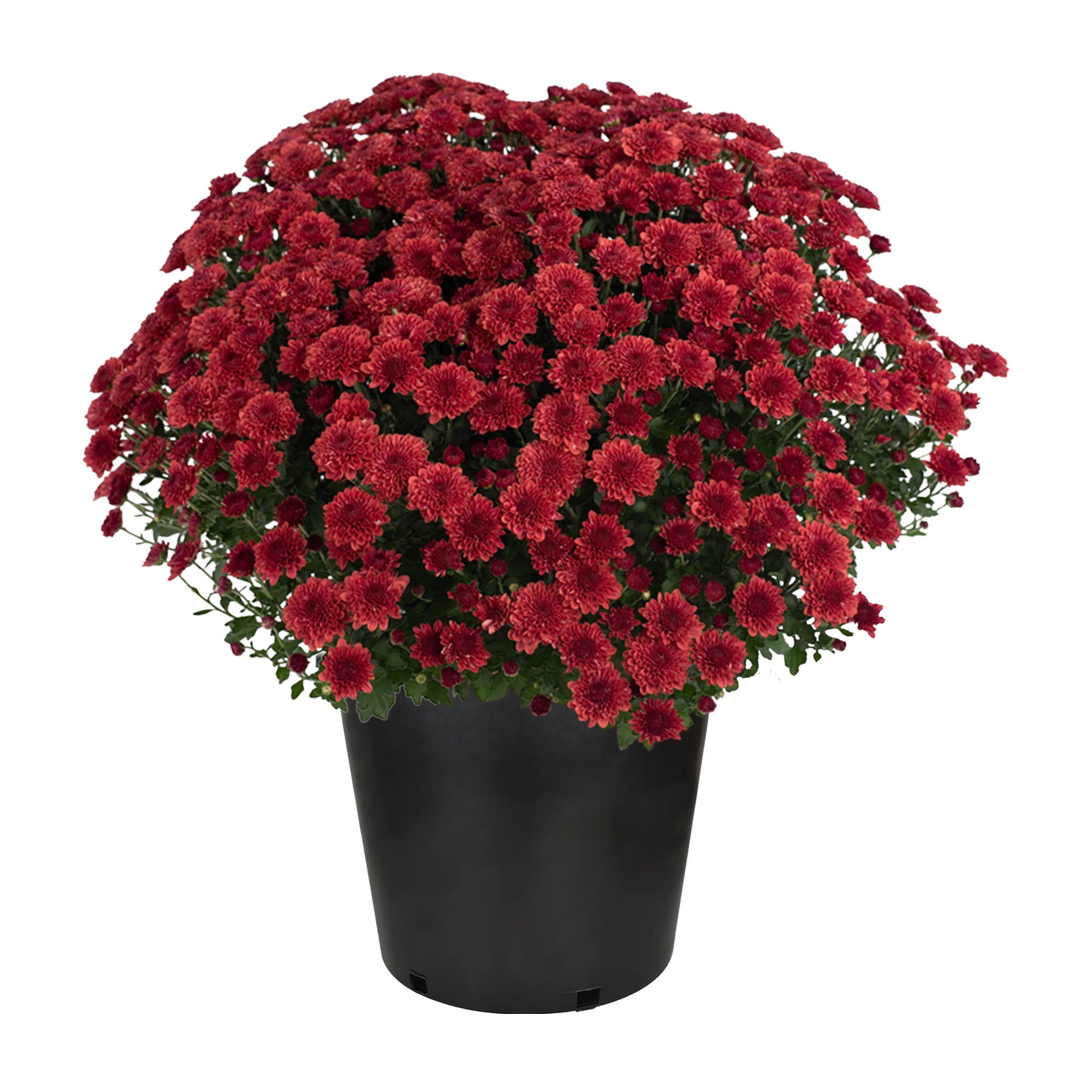 Expert Gardener Red Mum Live Plant, 3 Quart Grower Pot, Full Sun