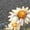 Dark Gray, variant on UNISHE Women Casual V Neck Short Sleeve T Shirt Bee Sunflower Floral Realistic Graphic Vintage Nature Loose Tee S-5XL