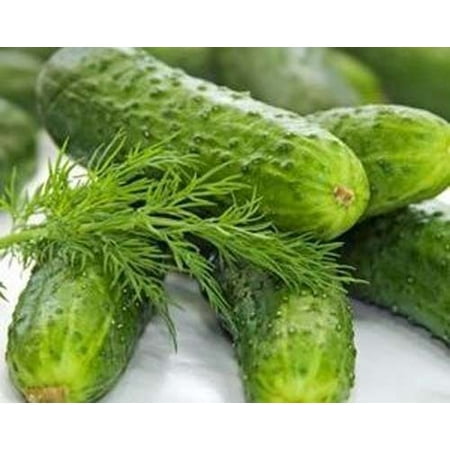 Cucumber Boston Pickling Great Heirloom Vegetable 300 Seeds Packed By Seed (Best Time To Plant Cucumber Seeds)