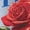 CHAMBRAY BLUE, variant on Instant Message - American Roses - Youth Girls Boxy T-Shirt