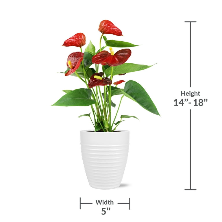 Just Add Ice Live Indoor Plant 14