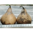 thumbnail image 2 of Gourd Seeds - PURPLE MARTIN HOUSE - Great for Drying and Decorating - 10 Seeds, 2 of 2