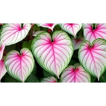 Heart of Jesus Caladium Bulbs for Planting - Perennial Hosta, Elephant Ears, Fancy (6 Bulbs)