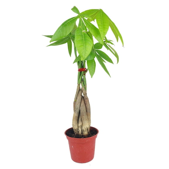 Braided Pachira Stump Money Tree (4" Grower Pot) - Feng Shui Lucky Money Tree - Easy to Care Houseplant for Beginners - Air-Purifying Houseplant for Home Office Decoration