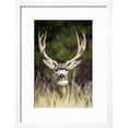 thumbnail image 2 of Mule Deer Buck, Animals Botanical Scenic Framed Art Print Wall Art Sold by Art.Com, 2 of 6