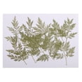 thumbnail image 2 of 20 Unids Flores Secas de Artemisia Annua + Adiantum para Álbumes de Recortes para Día de, 2 of 9