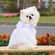 thumbnail image 1 of Traje de boda para mascota, lazo clásico, vestido de princesa romántico y camisa formal, pajarita, esmoquin para pareja de perros, 1 of 5