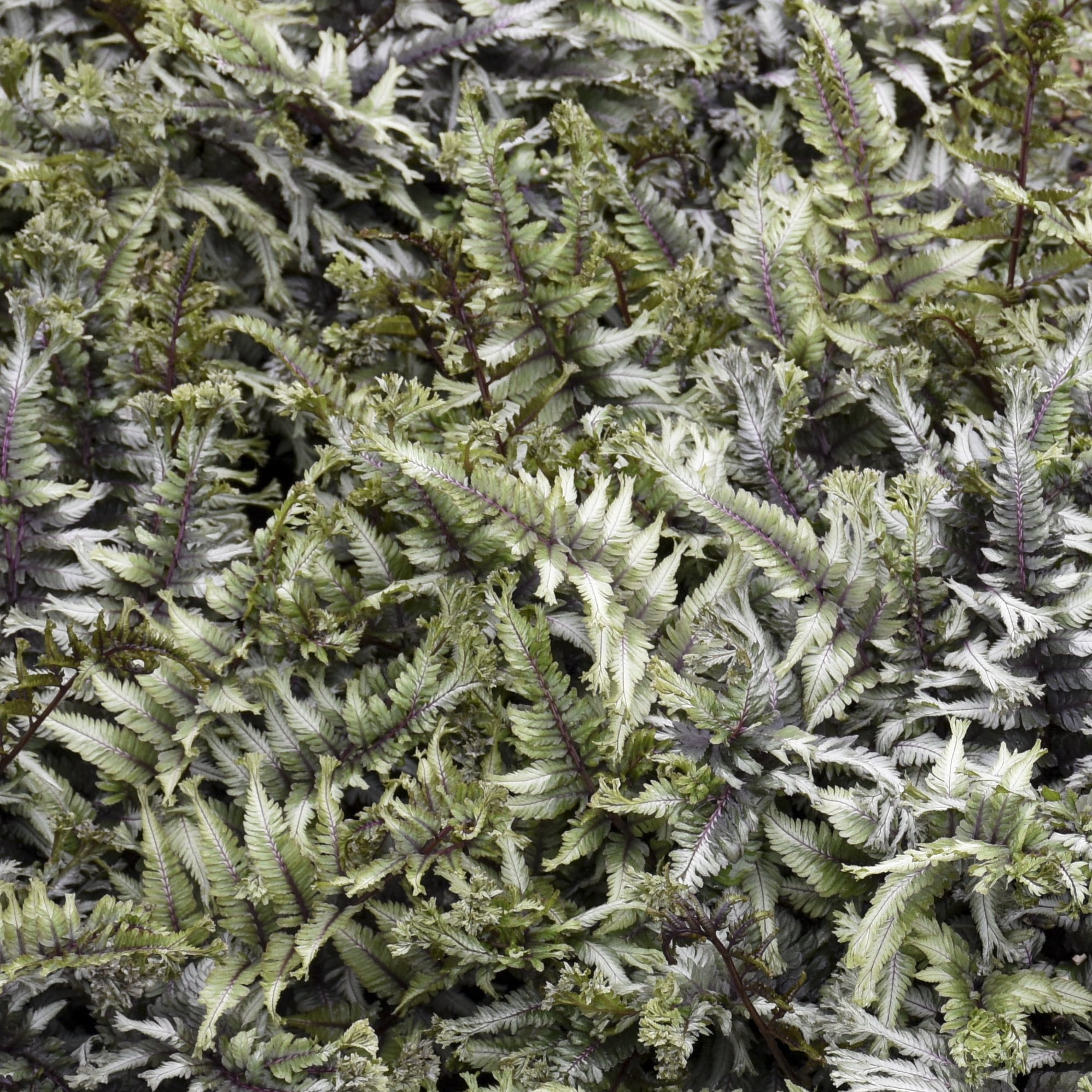 Proven Winners 6" Crested Surf Crested Japanese Painted Fern Live Plant in 7.5" Pot
