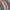 Carousel Confetti, variant on Sunbrella 74” x 22” Maxim Regatta Stripe Outdoor Decorative Pillow, Weather Resistant