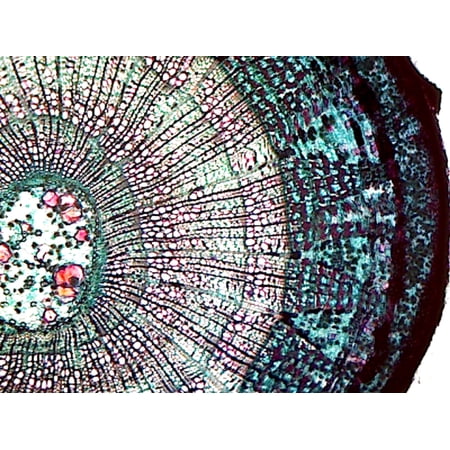 Basswood (Tilia) Older Stem; Cross Section by Go Science Crazy price history on PriceWatchPro