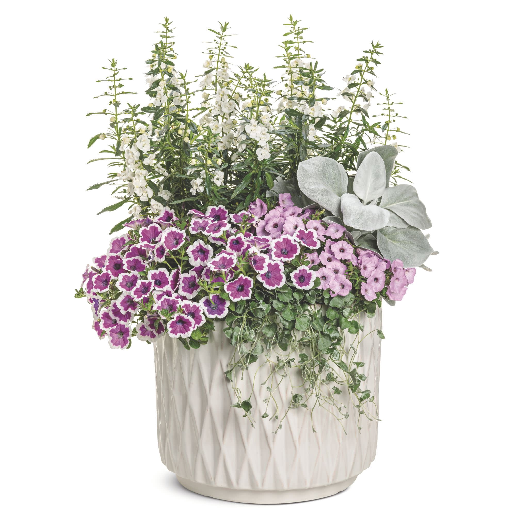 Proven Winners 8" Angelface White Summer Snapdragon Live Plant in 6.5" Pot