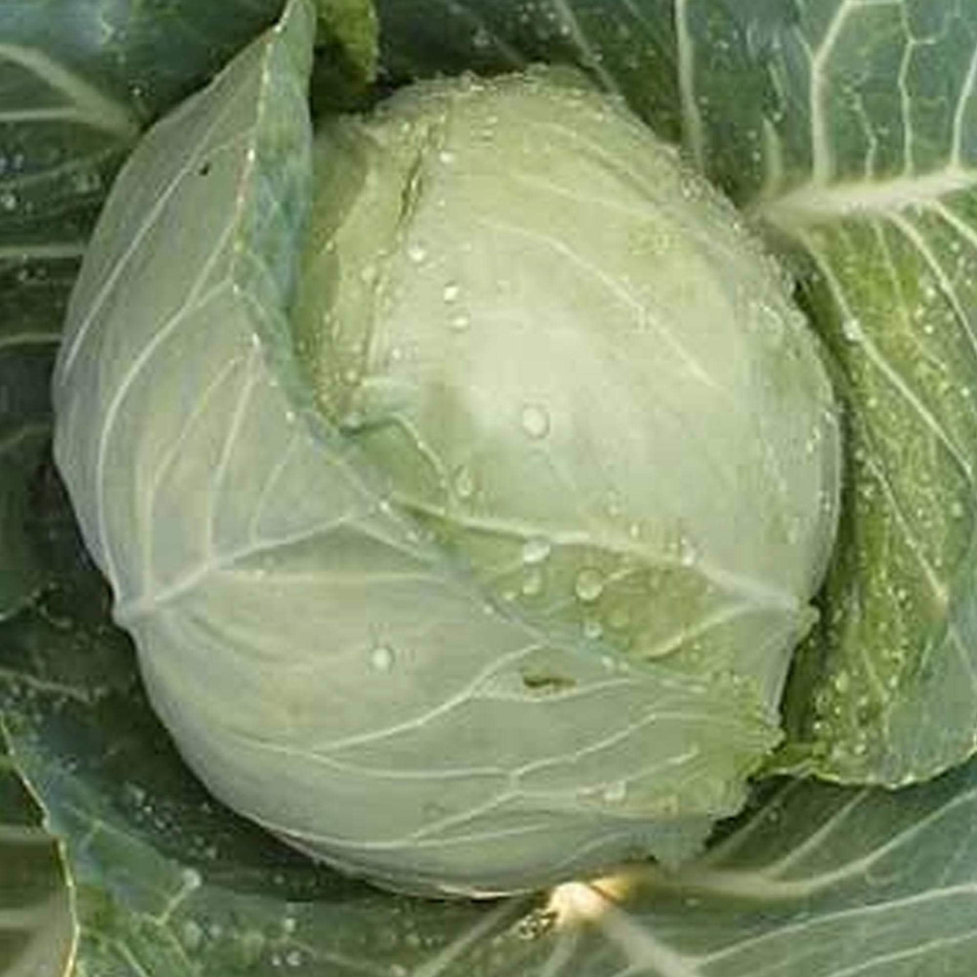 Copenhagen Market Cabbage Seeds 1/4 LB 26,000 Seeds Heirloom, Open