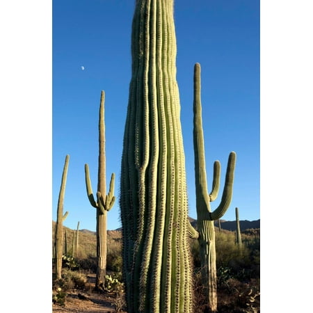 Giant Saguaro Cactus, Saguaro West National Park, Tucson, Arizona Print Wall Art By Susan (Best National Parks Out West)