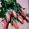 thumbnail image 1 of Mother's Day Gift-Sport Leather Rose, 1 of 3