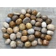 thumbnail image 4 of Fossil Coral Tumbled Stones, Polished Natural Fossil Coral Gemstone, Fossil Coral Healing Crystals (Fossil Coral, 1 Pound), 4 of 8