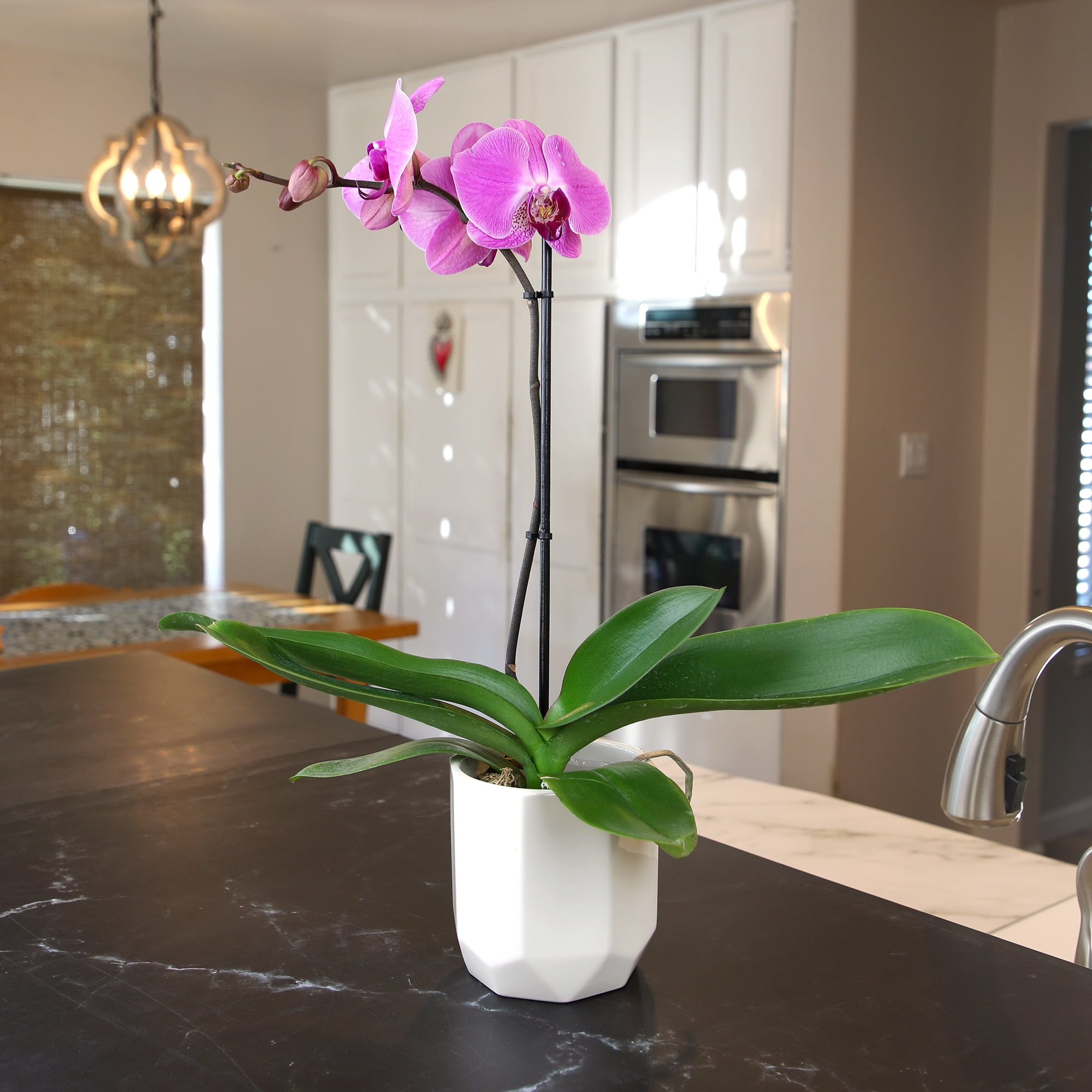 Element by Altman Plants 18-30" Purple Orchid - White Pot - Pet Safe - Easy Live Plant - Partial Sun