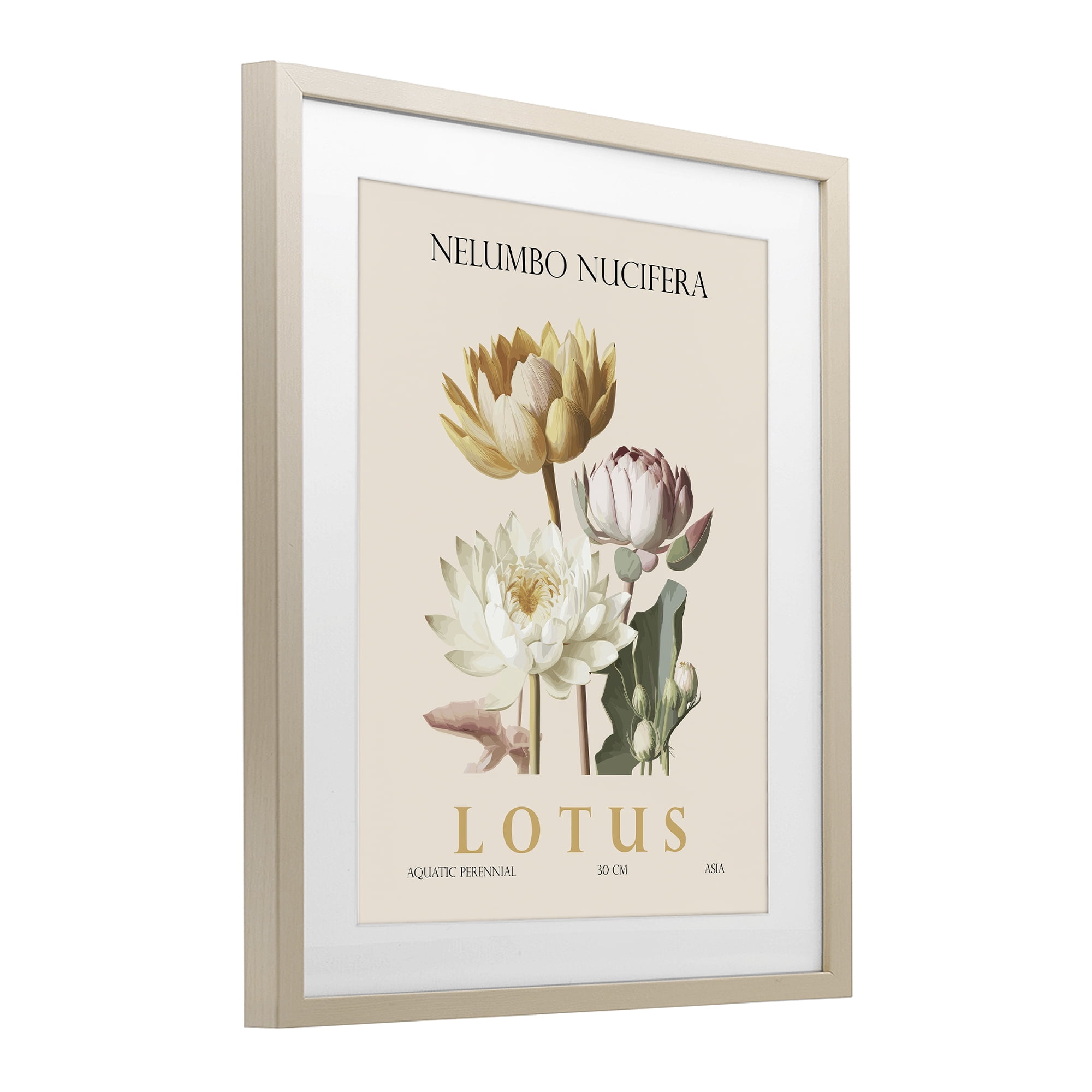 Stupell Industries Natural Lotus Bundle Birch Framed Print Under Glass, design by Christopher Giampietro