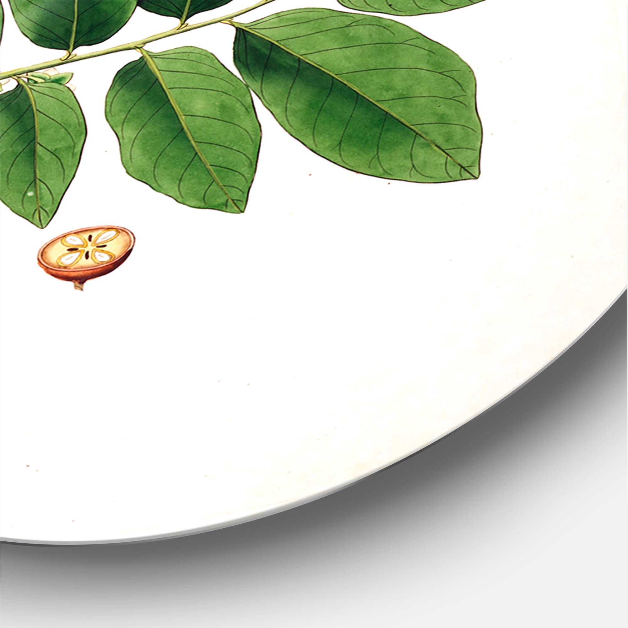 Designart 'Ancient Botanicals XIV' Farmhouse Circle Metal Wall Art 36x36 - Disc of 36