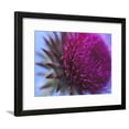 thumbnail image 1 of Musk Thistle, Closeup of Flower Head, UK, Botanical Framed Art Print Wall Art by Mark Hamblin Sold by Art.Com, 1 of 5