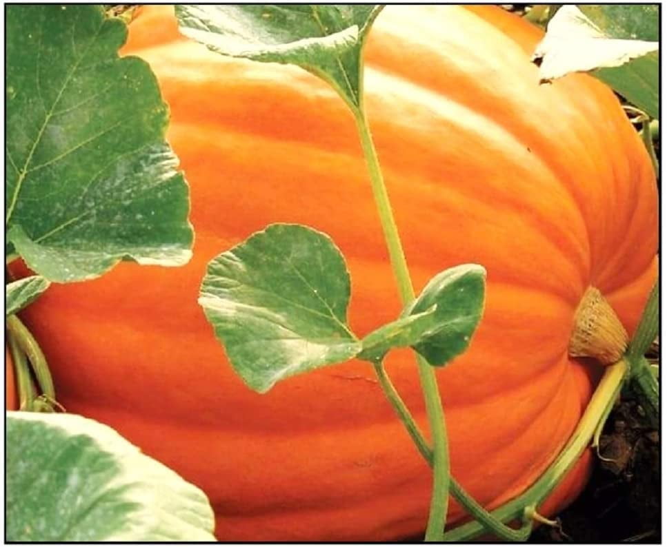 Giant Jack-O-Lantern Pumpkin Seeds to Grow | 25 Seeds | Big Max ...