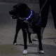 thumbnail image 4 of Collar de perro LED recargable por USB – Collar iluminado brillante y de alta visibilidad para caminar de noche con mascotas, 4 of 5