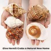Sinkoo 5 Pcs Large Hermit Crab Shells Natural Sea Conch Size 2.8 - 3.9, Opening Size 1.5 - 2.5 Turbo Seashells for Hermit Crab Supplies and Beach Decoration Large Sea Shell
