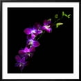 thumbnail image 2 of Art.com Purple Dendrobium Orchids Photographic Print by Magda Indigo, Black Frame Wall Art, 29" x 29", 2 of 5