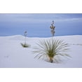 thumbnail image 2 of Grall, Don 32x23 Gold Ornate Wood Framed with Double Matting Museum Art Print Titled - New Mexico, White Sands NM Yucca on sand dunes, 2 of 4
