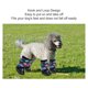 thumbnail image 4 of Zapatos Para Perros, Evitan Resbalones, Botas Suaves Para Cachorros, Ligeras Para Bichon Para Todas Las Estaciones, 4 of 7