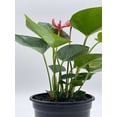 thumbnail image 6 of Anthurium Pink, Flamingo Lily, andraeanum Linden, Painter's Palette in 4 inch Pot, Very Full Healthy, 6 of 9