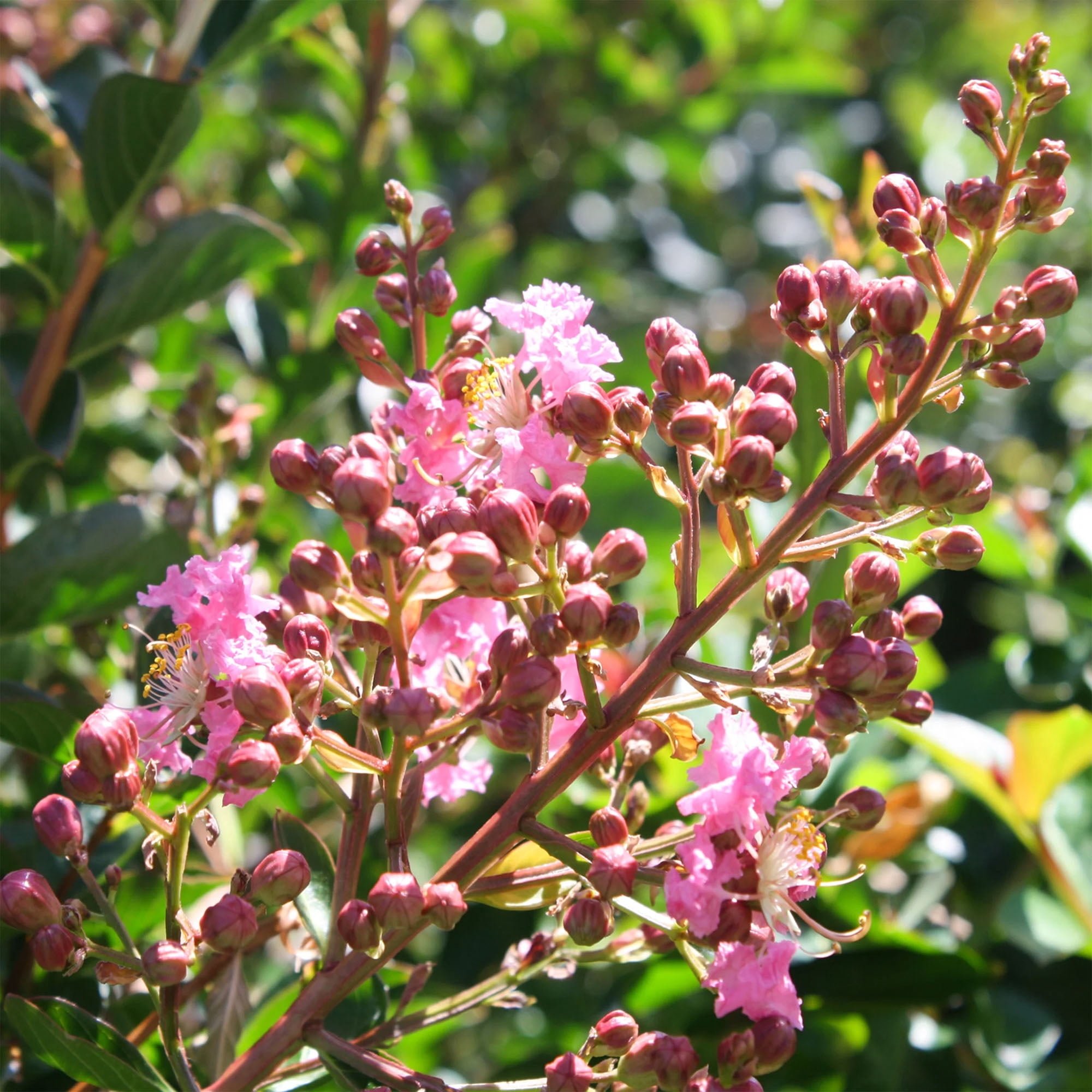 Expert Gardener Sioux Crape Myrtle Live Tree in 7-Gallon Grower Pot