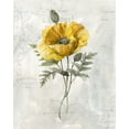 thumbnail image 2 of Robinson, Carol 12x14 Black Ornate Wood Framed with Double Matting Museum Art Print Titled - Canaray Linen Poppy, 2 of 4