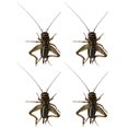 thumbnail image 1 of Automotive Exterior Decoration Dragonflys Design Realistics 3D Design for Cars Automotive Styling Accessory, 1 of 5
