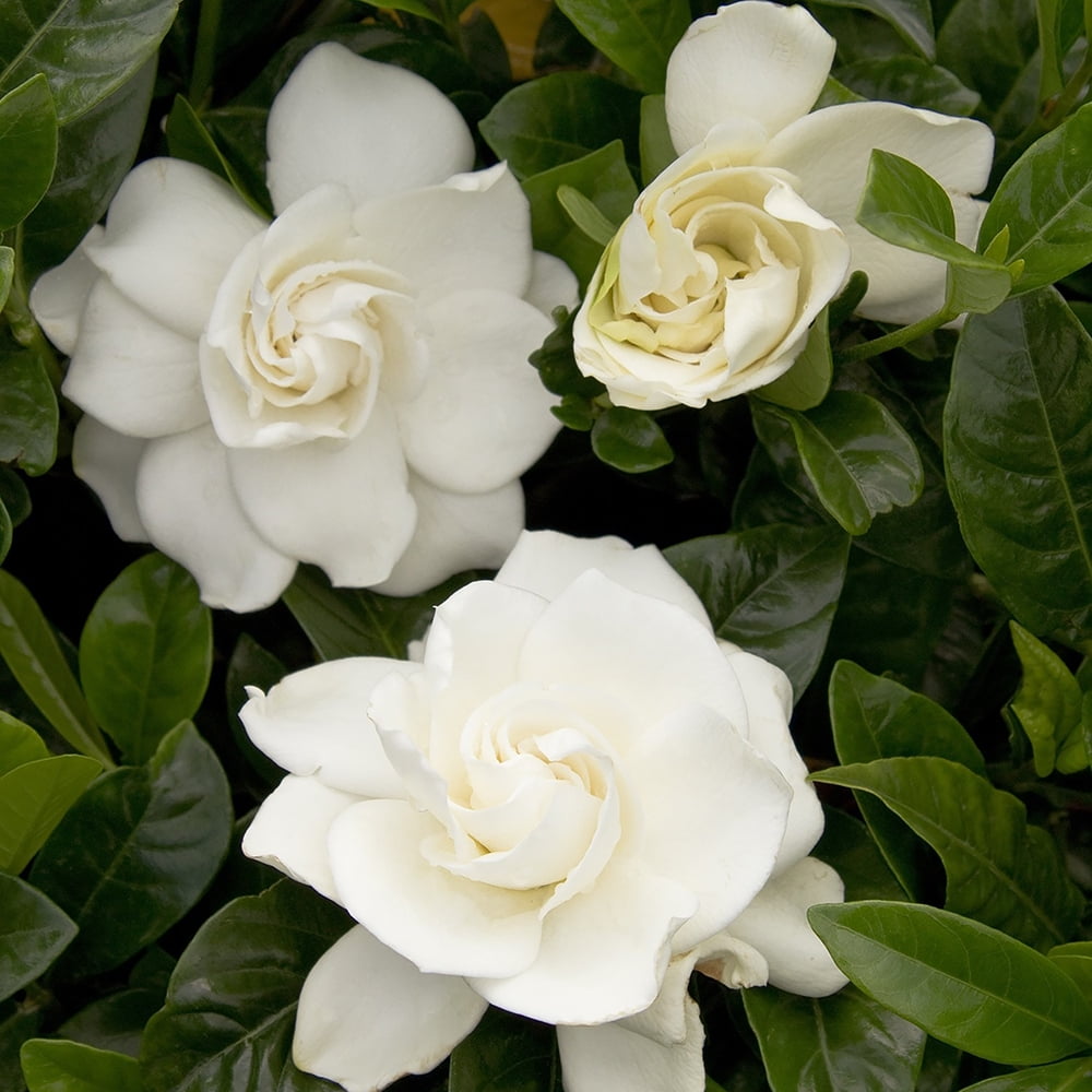 Expert Gardener August Beauty Gardenia Live Shrub, 2.5 qt