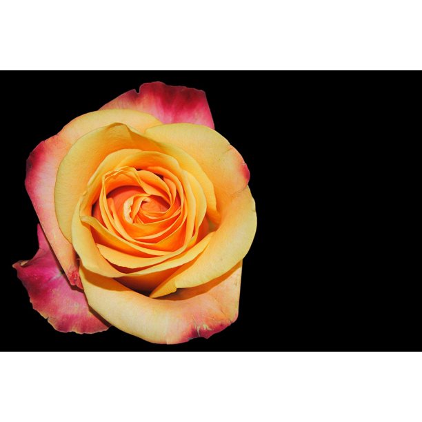 Bloom Garden Roses Flamed Flower Rose Blossom 12 Inch By 18 Inch Laminated Poster With Bright Colors And Vivid Imagery Fits Perfectly In Many Attractive Frames Walmart Com Walmart Com