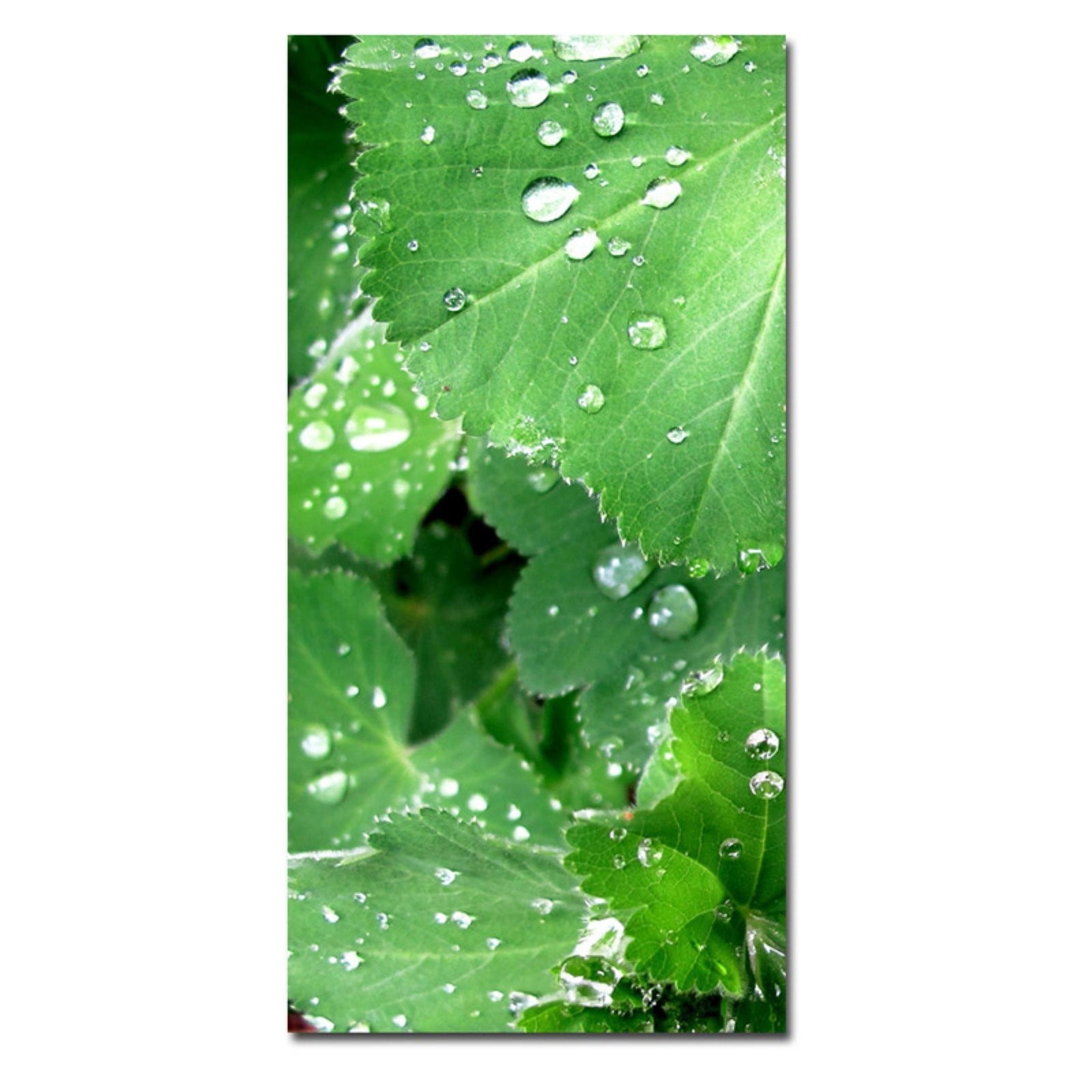Trademark Art "Water Droplets" Canvas Art by Kathie McCurdy, 30x47