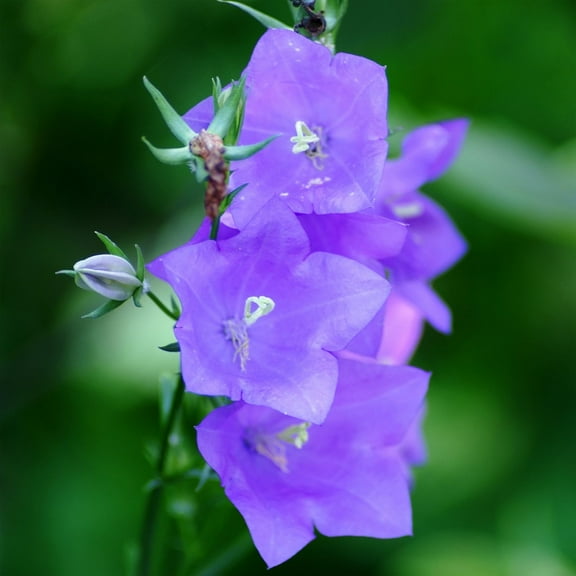 Outsidepride 10000 Peach Leaved Bellflower Plant Seed, Thrives in Full Sun