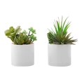 thumbnail image 1 of Monarch Succulent - Artificial plant set - 2 pieces - white pot, green, 1 of 5
