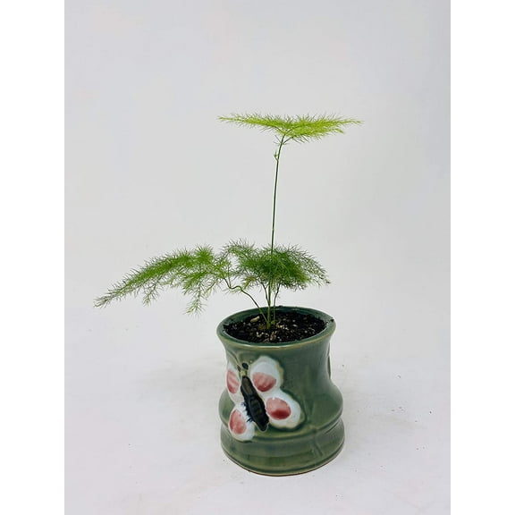 Asparagus Plumosus Fern in Butterfly Ceramic Pot -JMBamboo