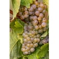 thumbnail image 2 of Haney, Chuck 11x14 White Modern Wood Framed Museum Art Print Titled - Mature Riesling grapes on the vine at Yamhill Valley Vineyards near McMinnville-Oregon-USA, 2 of 4