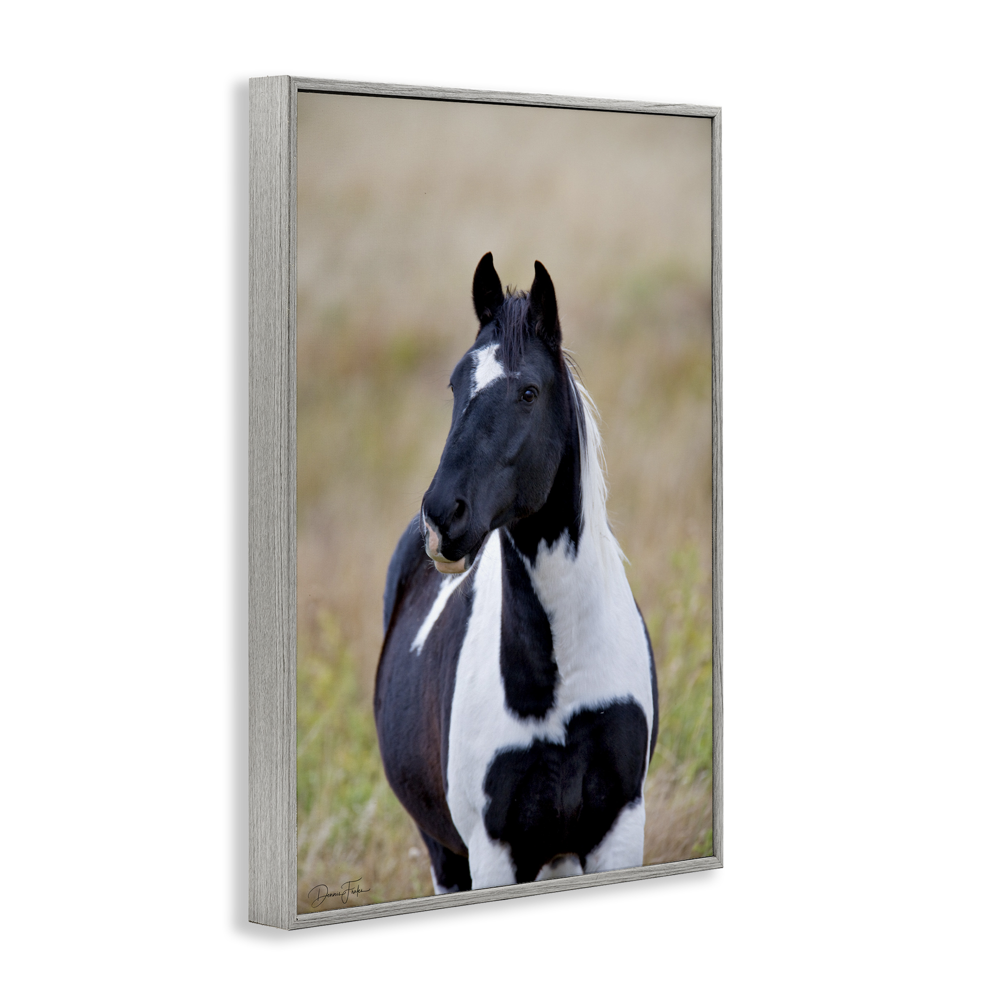 Stupell Industries Black & White Foal Animals & Insects Photography Gray Framed Art Print Wall Art, 16 x 24